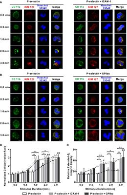 Spatiotemporal characteristics of P-selectin-induced β2 integrin activation of human neutrophils under flow